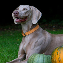 Load image into Gallery viewer, Gray dog with a brown collar sitting on grass next to pumpkins