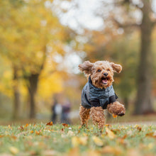 Load image into Gallery viewer, Dog in a coat running in a park with autumn leaves and trees in the background
