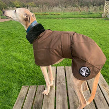 Load image into Gallery viewer, chocolate brown ofira whippet coat from drydogs