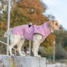 Load image into Gallery viewer, A golden retriever dog wearing a light pink waterproof coat, standing on a concrete ledge outdoors with blurred autumn trees in the background.