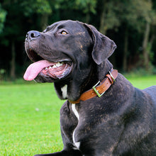 Load image into Gallery viewer, Premium quality padded leather dog collar