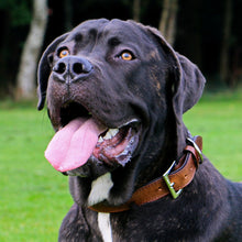 Load image into Gallery viewer, Premium quality padded leather dog collar