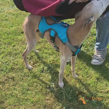 Load and play video in Gallery viewer, summer whippet and greyhound coats with harness hole zip
