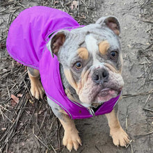 Load image into Gallery viewer, A gray and tan bulldog wearing a shiny purple dog raincoat, standing on a dirt ground outdoors.