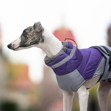 Load image into Gallery viewer, purple ottawa dog coat on whippet