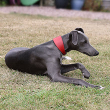 Load image into Gallery viewer, A greyhound dog lying on a grassy lawn, wearing a bright red collar.