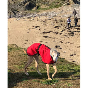 whippet coat on the beach. joey our favourite whippet model