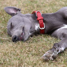 Load image into Gallery viewer, A gray dog lying on grass wearing a bright red leather collar with a silver buckle.