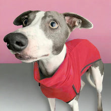 Load image into Gallery viewer, 15-18&#39;&#39; Choc Fleece Sighthound Base-Layer Coat with Underbelly and Snood (3498)
