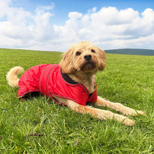 Load image into Gallery viewer, A small tan dog lying on a green grassy field under a blue sky with white clouds, wearing a bright red dog coat with a black collar.