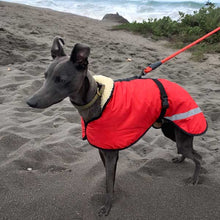 Load image into Gallery viewer, whippet on the beach in coat