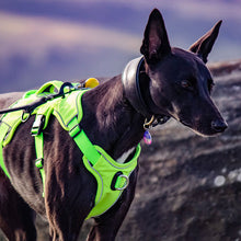 Load image into Gallery viewer, willow wearing hi-vis reflective whippet greyhound harness