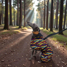 Load image into Gallery viewer, whppet in a colorful striped outfit standing on a forest path with sunlight filtering through the trees.
