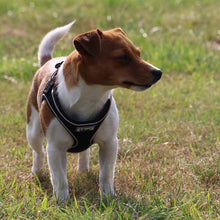 Load image into Gallery viewer, Viva Collars / Harnesses / Leads Collection