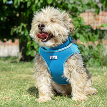 Load image into Gallery viewer, Viva Collars / Harnesses / Leads Collection