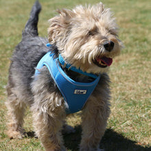 Load image into Gallery viewer, Viva Collars / Harnesses / Leads Collection