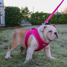 Load image into Gallery viewer, Viva Step-In Breathable Dog Harness