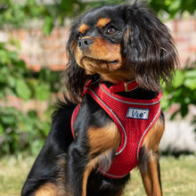 Load image into Gallery viewer, Viva Collars / Harnesses / Leads Collection