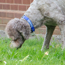 Load image into Gallery viewer, Awareness Collars Nervous/Caution/Training
