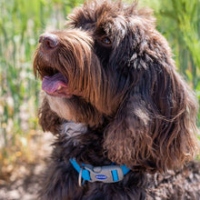 Load image into Gallery viewer, dog collar colourful all weater ideal for swimming