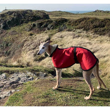 Load image into Gallery viewer, whippet coats uk. joey the whippet out on his walkies wearing his red coat
