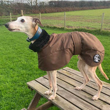 Load image into Gallery viewer, chocolate brown ofira whippet coat from drydogs