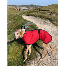 Load image into Gallery viewer, red whippet coat on joey. sunny day at the beach with one lovely warm whippet
