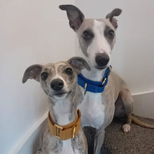 Load image into Gallery viewer, Toby and Bella the whippets in martingale collars
