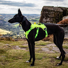 Load image into Gallery viewer, hivis reflective whippet greyhound harness