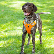Load image into Gallery viewer, pointer in our orange 2-strap dog harness
