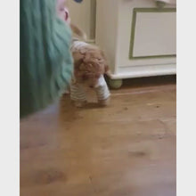 Load and play video in Gallery viewer, cockerpoo wearing stripy dog jumper

