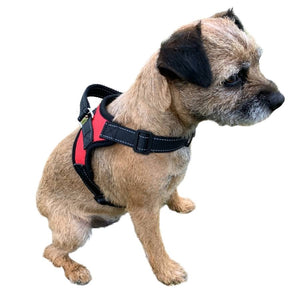 border terrier harness uk