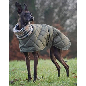 the trendy greyhound coat for italian greyhounds. available in whippet and greyhound sizes too. 