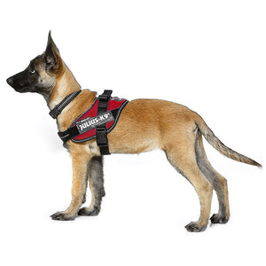 German Shepard puppy wearing Julius K9 dog harness