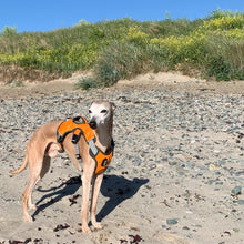 Load image into Gallery viewer, perfect fit whippet harness. orange green or red. three strap dog harness makes it anti escape