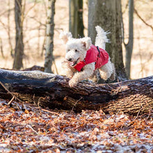 Load image into Gallery viewer, Vimy & DryDogs Lightweight Waterproof Raincoat with Harness Hole Zip