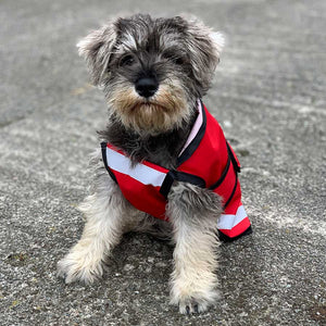Salty the miniature Schnauzer puppy wearing the unlined lightweight dog coat for summer