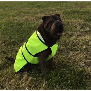 Shar pei dog coat. High visibility  yellow waterproof. Belly protection. 