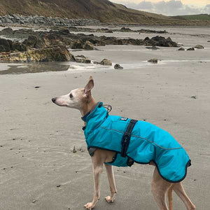 joey the whippet on the beach in super warm winter sighthound coat