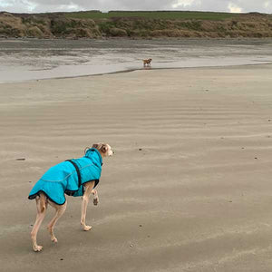 whippet coat with leg straps to keep it well fitted in all conditions