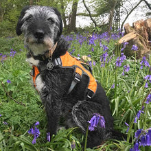 Load image into Gallery viewer, Escape Proof Greyhound & Whippet Harness – 3 Strap