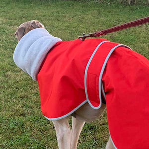 best Italian greyhound coat for use with a harness underneath