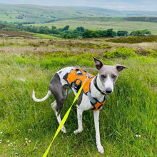 Load image into Gallery viewer, Greyhound harness with close control handle on back and reflective for safety