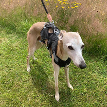 Load image into Gallery viewer, Escape Proof Greyhound & Whippet Harness – 3 Strap