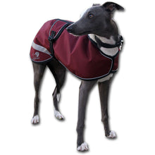 Load image into Gallery viewer, Blue whippet in a maroon waterproof windproof whippet coat uk
