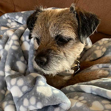 Load image into Gallery viewer, border terrier pet blanket - supper soft
