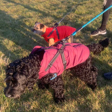 Load image into Gallery viewer, cockerpoo dog coat with built in harness