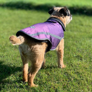 rear view of our blackdog waterproof dog coat for smaller dogs