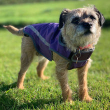 Load image into Gallery viewer, harley the border terrier in our blackdog waterproof lightweight dog coat wit underbelly protection
