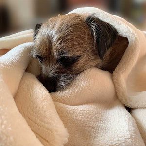 A super soft, extra fluffy, double cream-fleece pet blanket